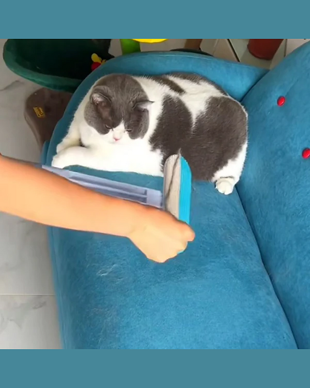 Brushing a cat bed with the 4-in-1
